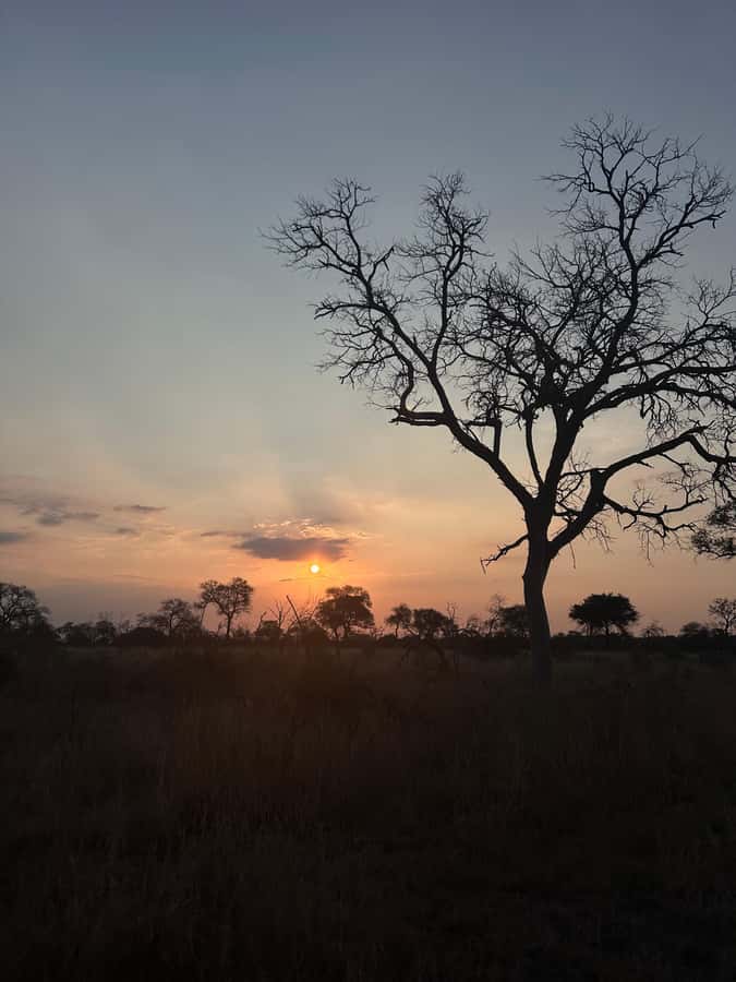 Hoedspruit: Dinner in the Bush & Safari Game Drive - Key points to know before you go