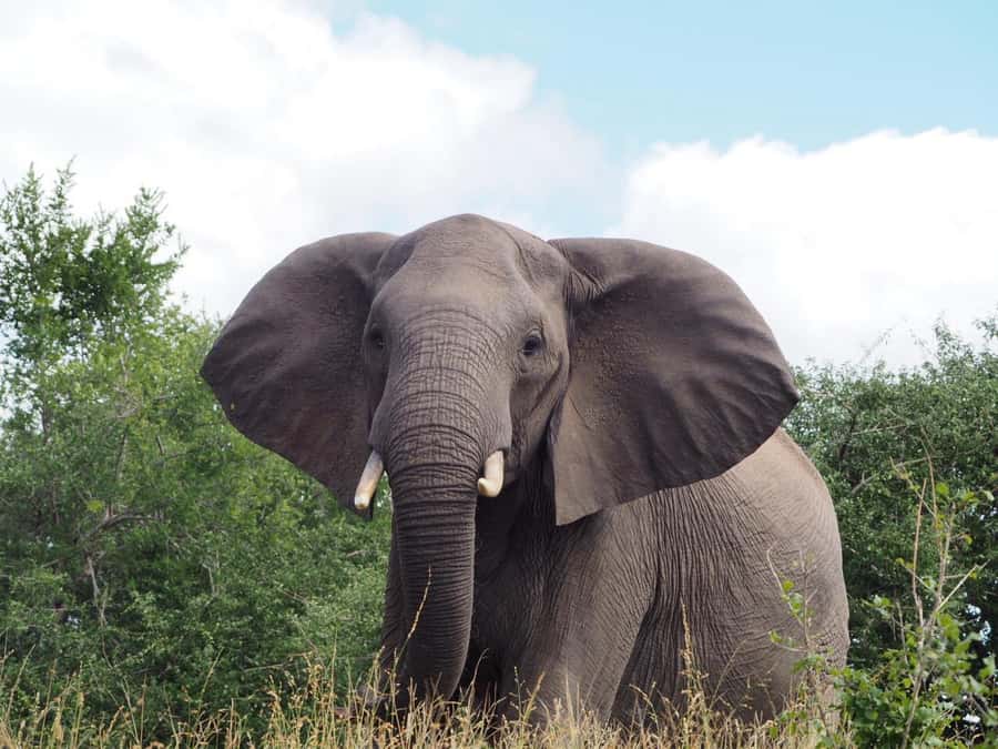 Hoedspruit: Dinner in the Bush & Safari Game Drive - FAQ