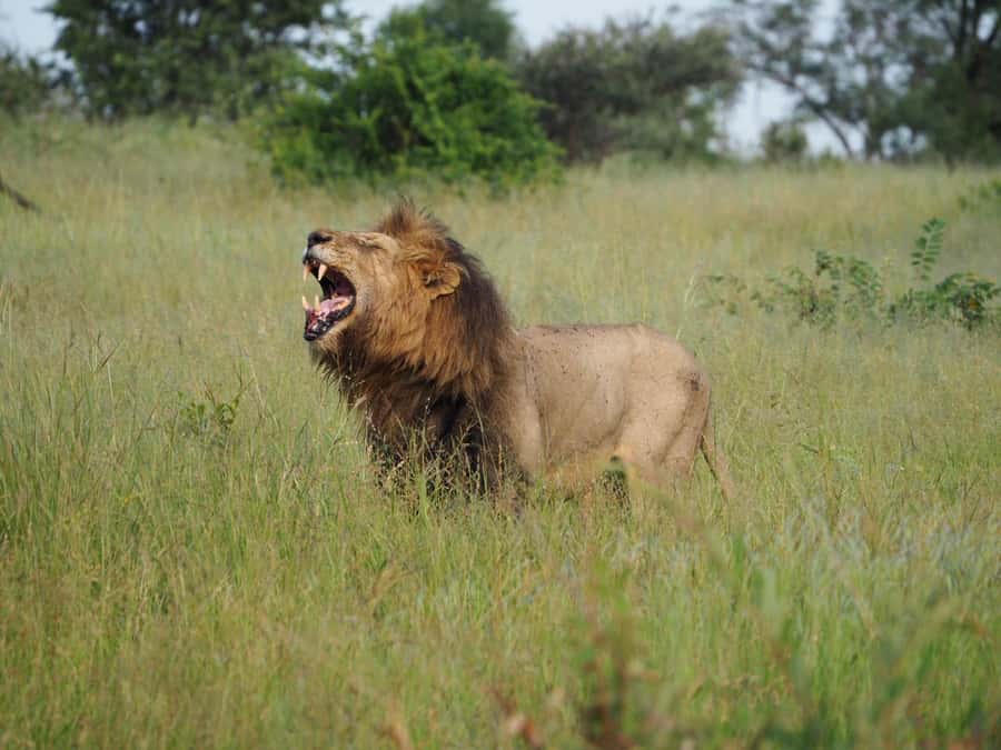 Hoedspruit: Dinner in the Bush & Safari Game Drive - Bush dinner under the stars, the details that make it feel special