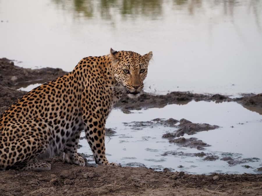 Hoedspruit: Dinner in the Bush & Safari Game Drive - Logistics that can affect your evening (pickup area, timing, and food)