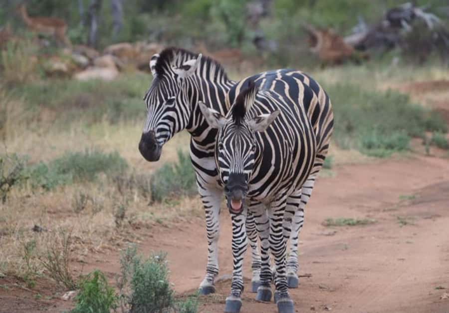 Hoedspruit: Dinner in the Bush & Safari Game Drive - Who this safari dinner is best for