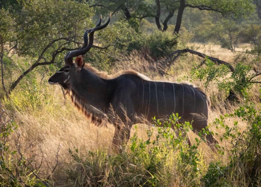 Hoedspruit: Dinner in the Bush & Safari Game Drive - Should you book the Hoedspruit Dinner in the Bush & Safari Game Drive?