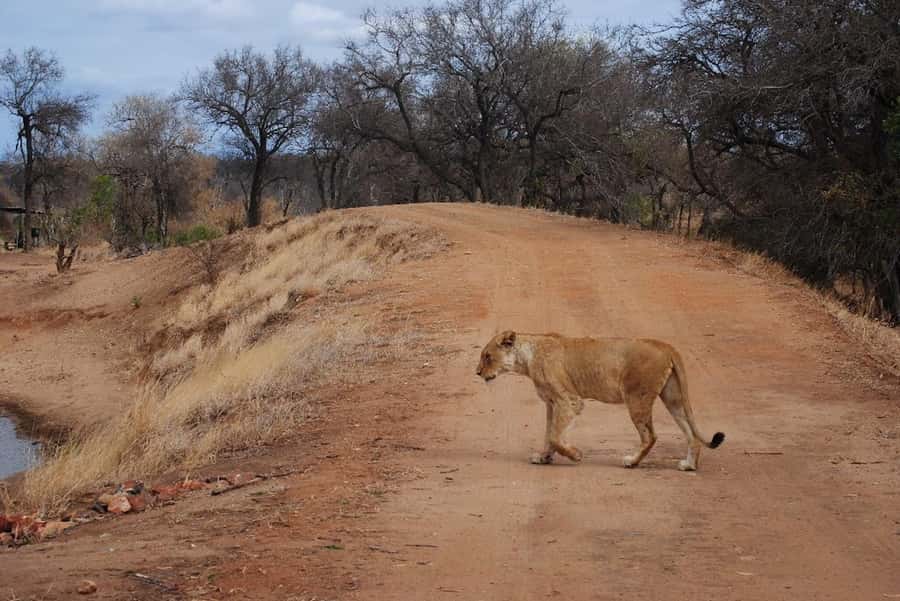 Hoedspruit: Evening Safari In Greater Kruger Private Reserve - Who should book this safari, and who should skip it