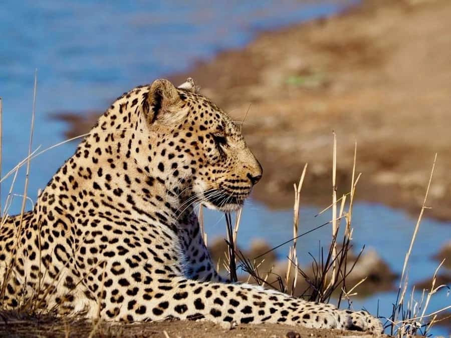 Hoedspruit: Evening Safari In Greater Kruger Private Reserve - Hoedspruit evening safari: why this timing works