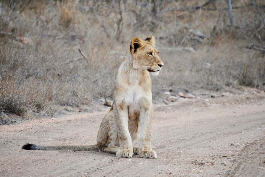 Hoedspruit: Evening Safari In Greater Kruger Private Reserve - The game drive: how your guide helps you see more
