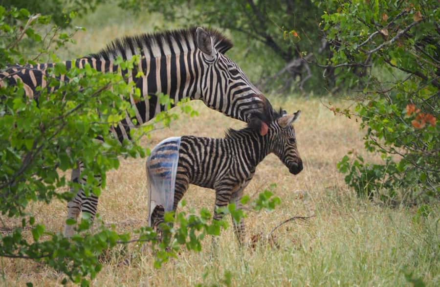 Hoedspruit: Evening Safari In Greater Kruger Private Reserve - Sundowners in the bush: drinks, snacks, and a pause that matters