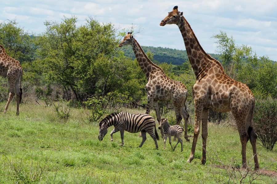 Hoedspruit: Evening Safari In Greater Kruger Private Reserve - Comfort, views, and a small group advantage