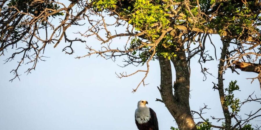 Hoedspruit: Evening Safari In Greater Kruger Private Reserve - Price and value: what $89 includes