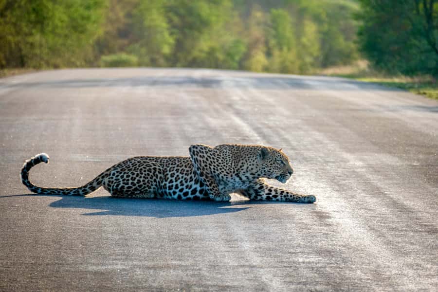 Hoedspruit: Full Day in ICONIC Kruger National Park - Key things you’ll notice on this Hoedspruit to Kruger safari