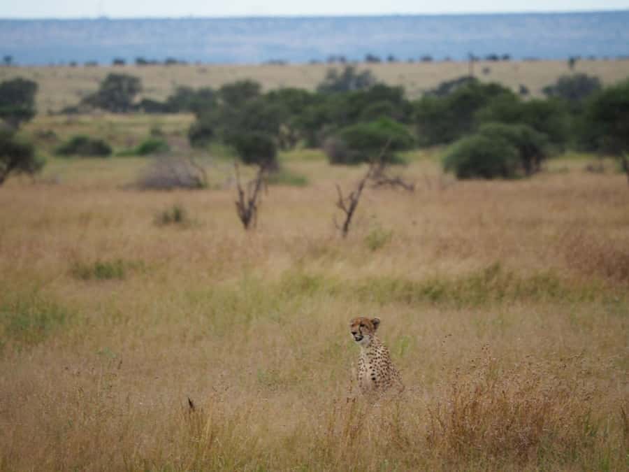Hoedspruit: HALF Day in the Iconic Kruger National Park! - From Hoedspruit to Kruger: getting into the action quickly