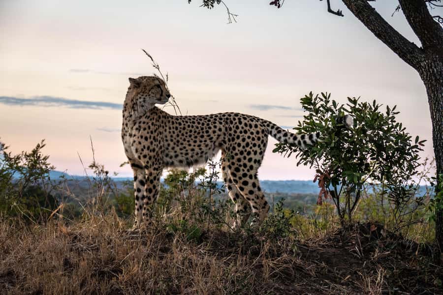 Hoedspruit: HALF Day in the Iconic Kruger National Park! - The guide makes the difference: spotting, humor, and the ecosystem story