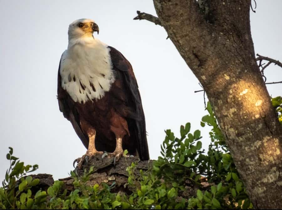 Hoedspruit: HALF Day in the Iconic Kruger National Park! - Morning stop perks: coffee, tea, and rusks before the first sightings
