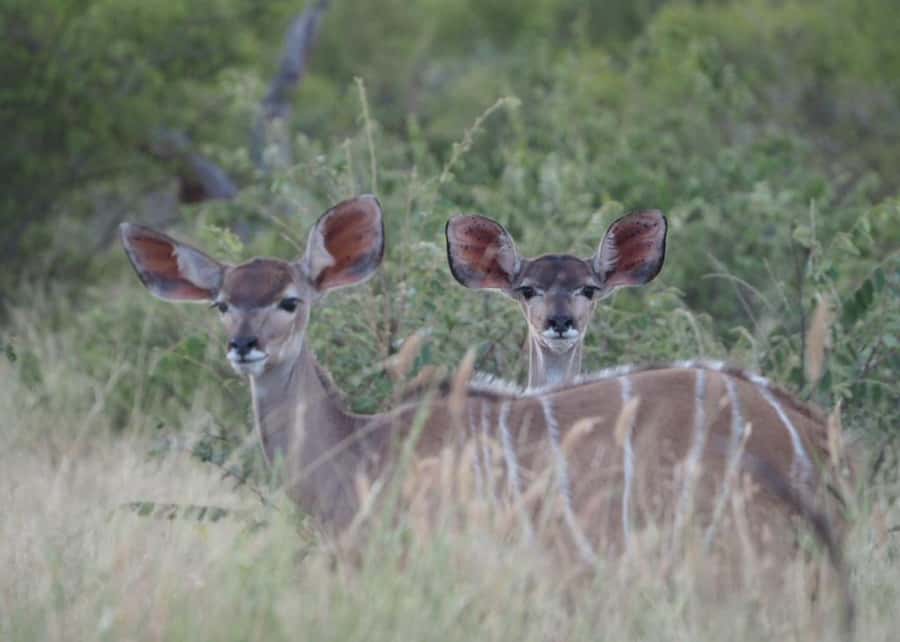 Hoedspruit: HALF Day in the Iconic Kruger National Park! - Duration and pacing: what to plan for on a half-day schedule