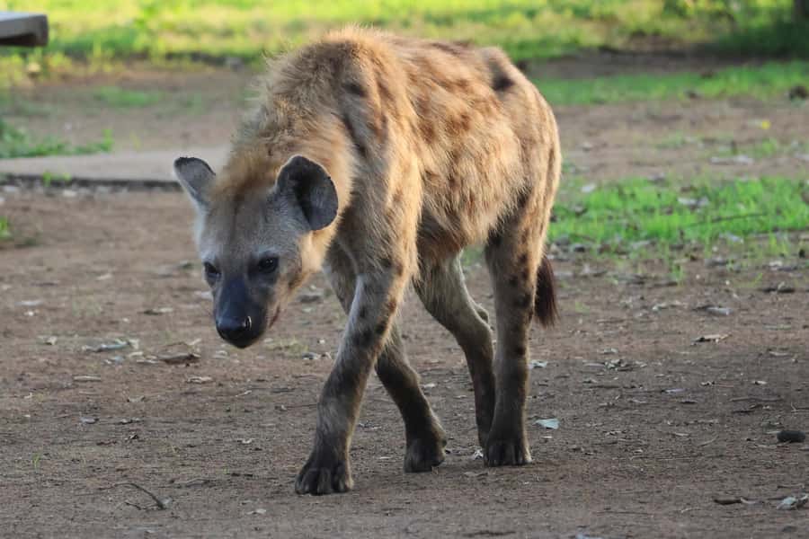 Hoedspruit: Private Kruger National Park Full-Day Safari - Hoedspruit to Kruger, a full-day plan that doesn’t waste your time