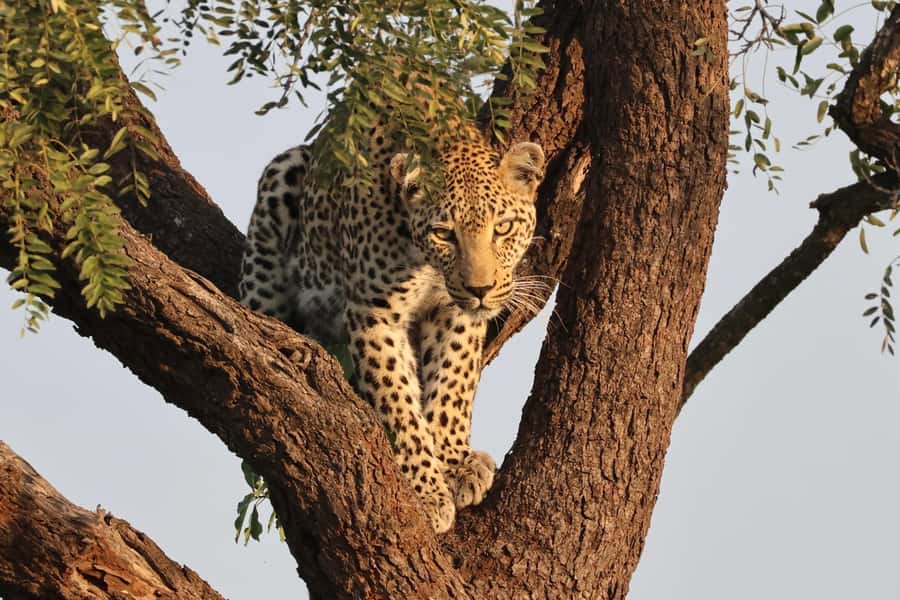 Hoedspruit: Private Kruger National Park Full-Day Safari - The company behind the day: organization matters in Kruger