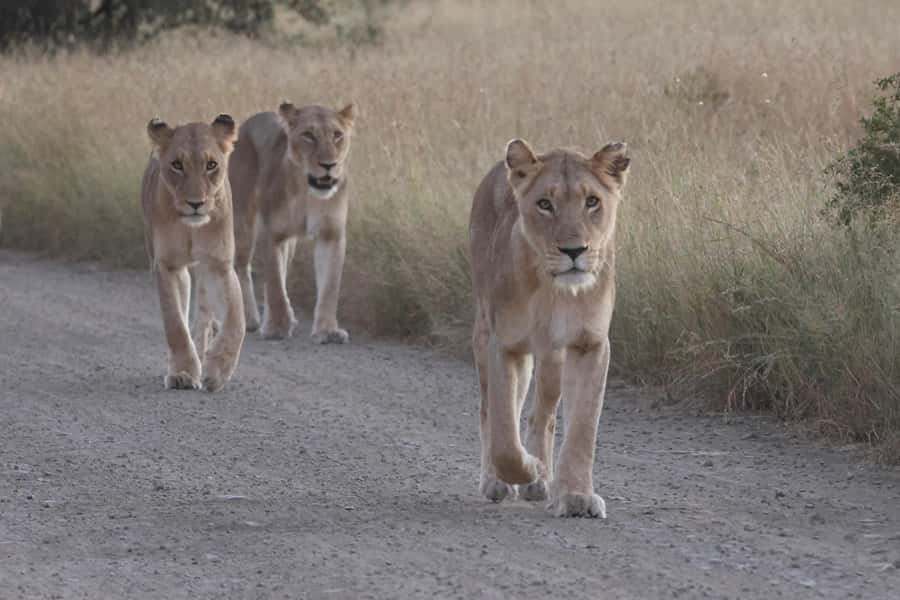 Hoedspruit: Private Kruger National Park Full-Day Safari - 10 hours in an open safari vehicle, what that changes for sightings