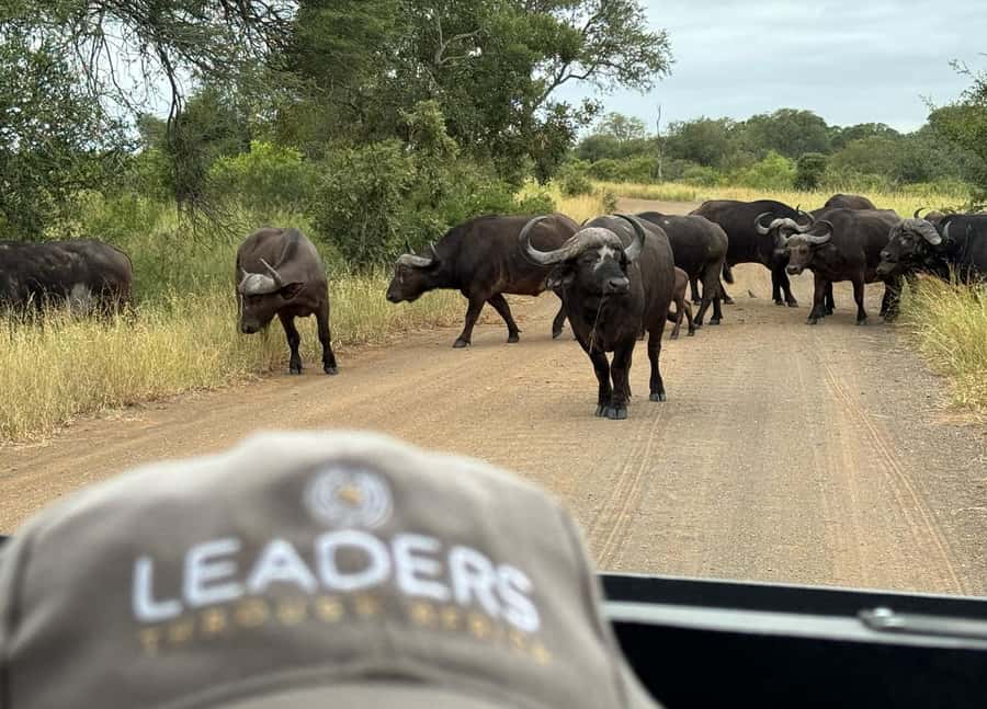 Hoedspruit: Private Kruger National Park Full-Day Safari - Hotel pickup and the private logistics that make the day feel easier