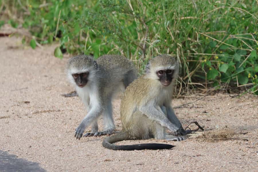 Hoedspruit: Private Kruger National Park Full-Day Safari - Timing and weather: what to pack so the day stays enjoyable