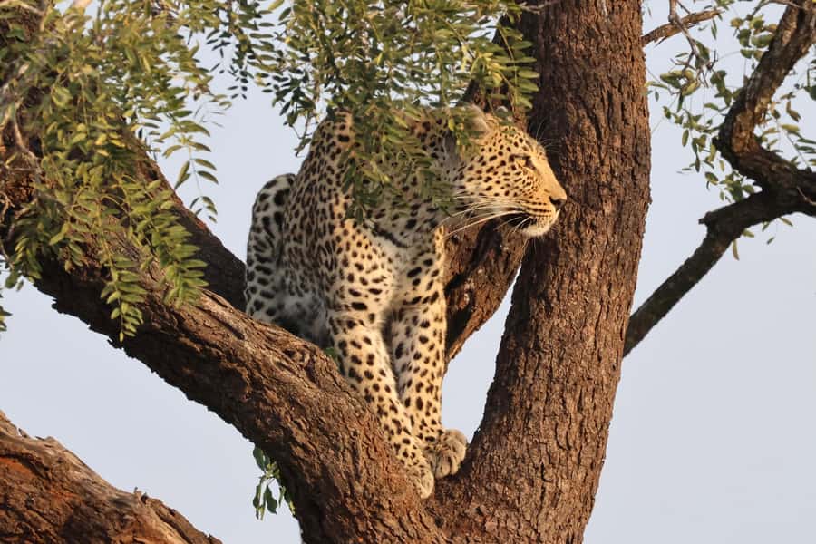 Hoedspruit: Private Kruger National Park Full-Day Safari - Who this private Kruger safari is best for