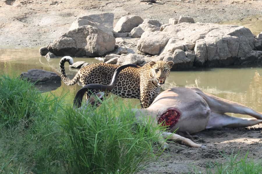 Hoedspruit: Private Kruger National Park Full-Day Safari - A private safari guide turns animals into clues