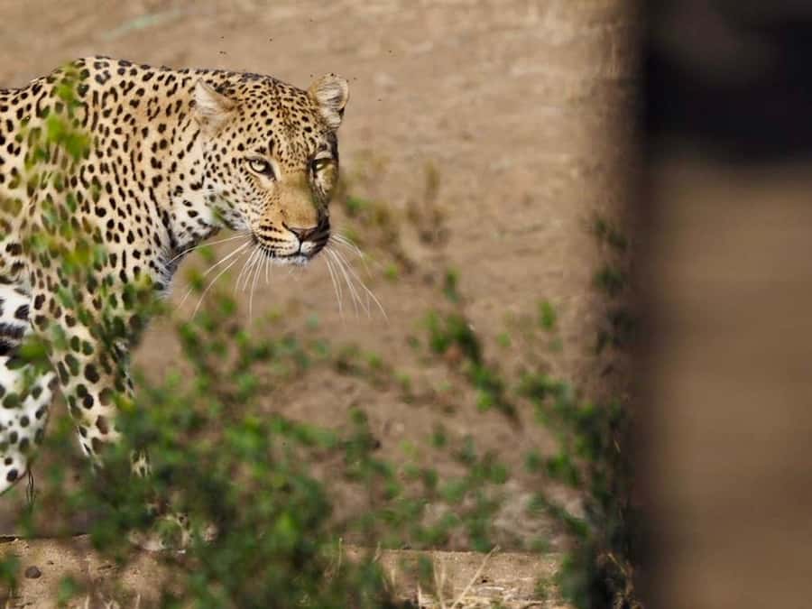 Hoedspruit: Sunrise Safari in Greater Kruger Private Reserve - Key highlights worth waking up for