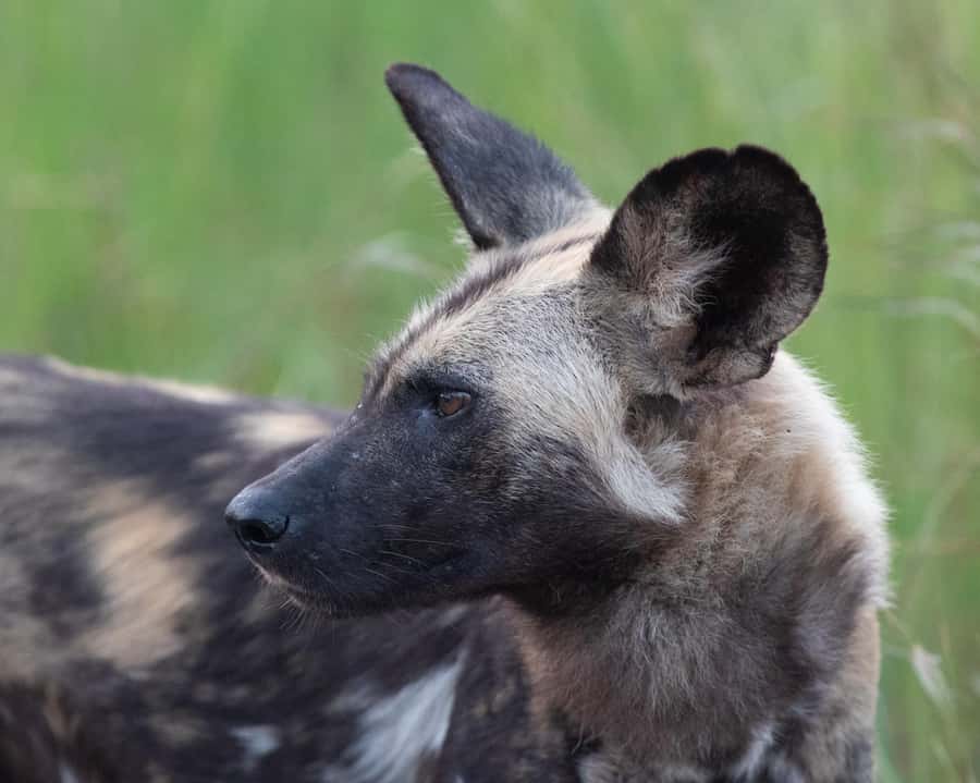 Hoedspruit: Sunrise Safari in Greater Kruger Private Reserve - Who this sunrise safari suits best