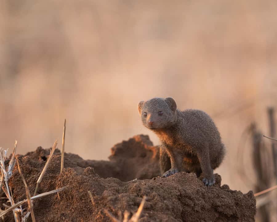 Hoedspruit: Sunrise Safari in Greater Kruger Private Reserve - Guide style: learning animal behavior, not just spotting animals