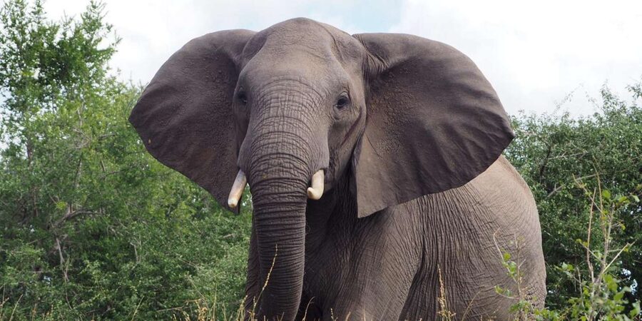 Hoedspruit: Sunrise Safari in Greater Kruger Private Reserve - Price and value: what $71 buys you in real safari terms