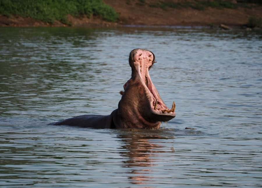 Hoedspruit: Sunrise Safari in Greater Kruger Private Reserve - The private reserve feel, and what it changes for you
