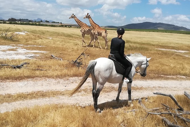 Horse Riding Wildlife Safari - Key Things That Make This Safari Work