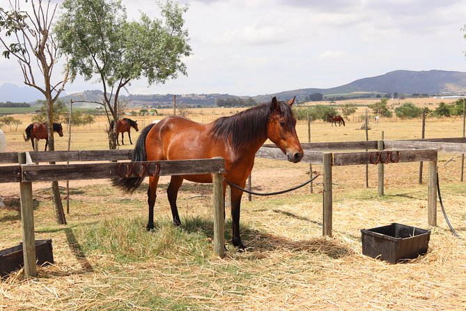 Horse Riding Wildlife Safari - Safety First: Helmets, Weight Limits, and Ride Comfort