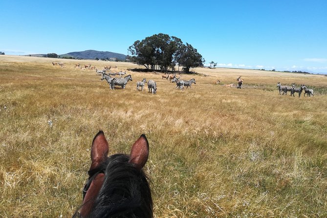 Horse Riding Wildlife Safari - Helmet, Horse Selection, and What the Staff Actually Does