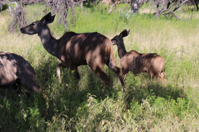 Horseback Safari Adventure in Hartbeespoort from Johannesburg - Silkaatnek Nature Reserve, where the ride turns wildlife into something you can feel