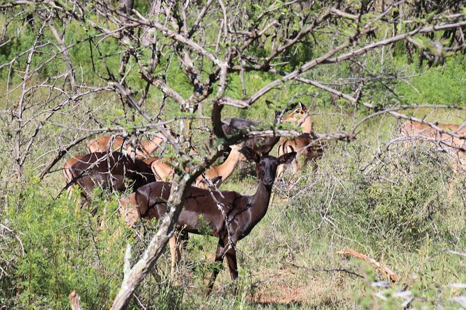 Horseback Safari Adventure in Hartbeespoort from Johannesburg - Price and what $112.52 gets you, honestly