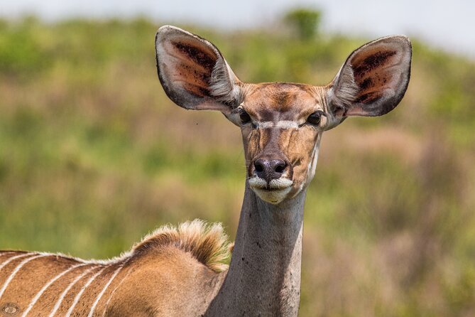 iSimangaliso Sunset Game Drive - Spotting style: small group, big difference