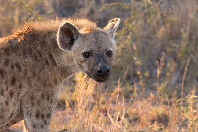 iSimangaliso Sunset Game Drive - Eastern Shores: what you’re really searching for