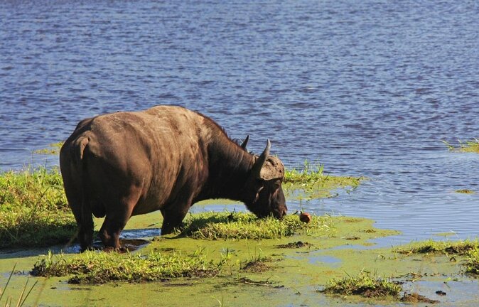 iSimangaliso Wetland Park, Full Day Tour - A UNESCO wetlands day in St Lucia with real wildlife time