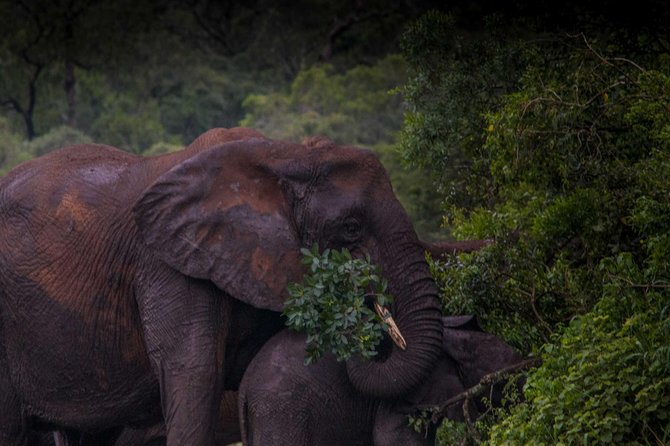 iSimangaliso Wetland Park, Night Drive Safari - Western Shores After Dark: The Real Mission in the Bush
