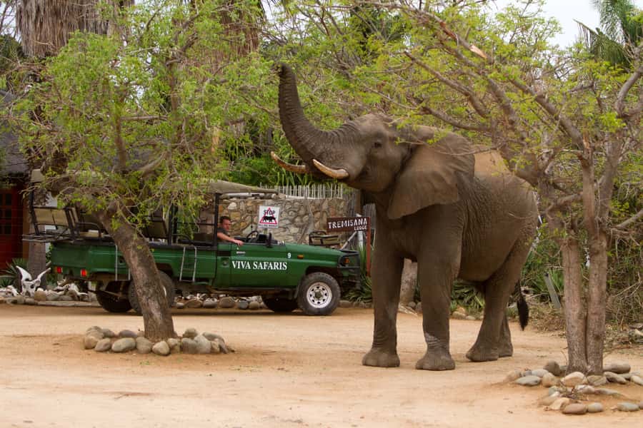 Johannesburg: 3-Day Classic Kruger National Park Safari Tour - Day 2 from Orpen Gate: Open-Vehicle Lion Country and Birding Time