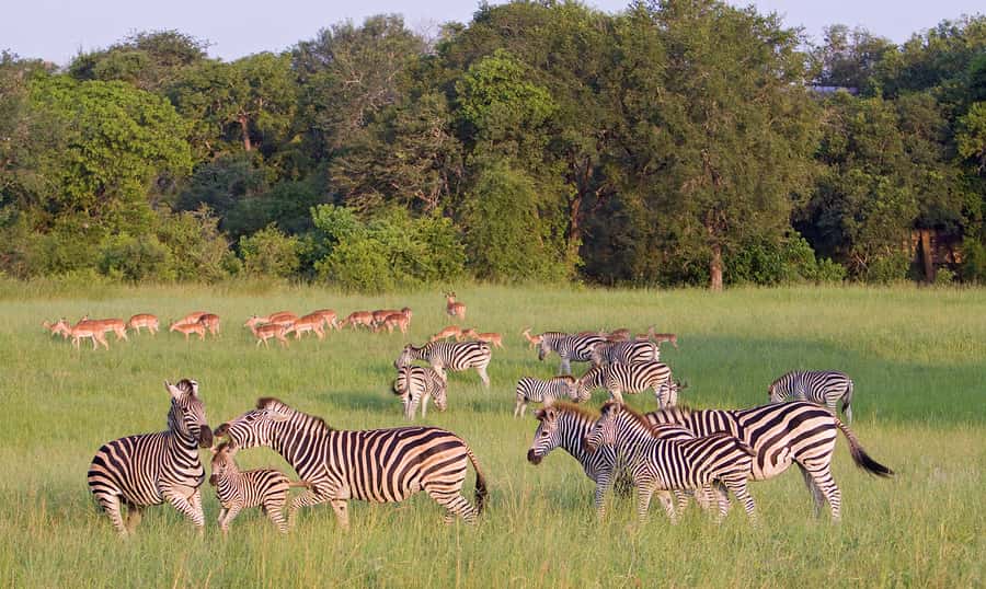 Johannesburg: 3-Day Panorama Tour with Kruger Park Safari - Key points at a glance