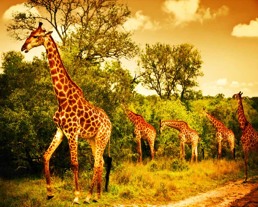 Johannesburg: 3-Day Panorama Tour with Kruger Park Safari - Bourke’s Luck Potholes and the walking bridges you’ll want to be ready for