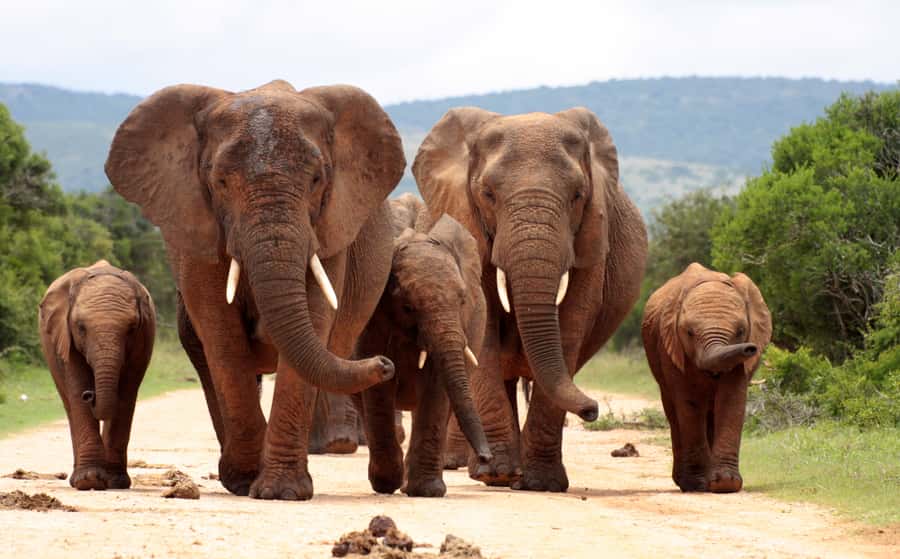Johannesburg: 3-Day Panorama Tour with Kruger Park Safari - Night in Hazyview: Protea Hotel and the payoff of returning to comfort