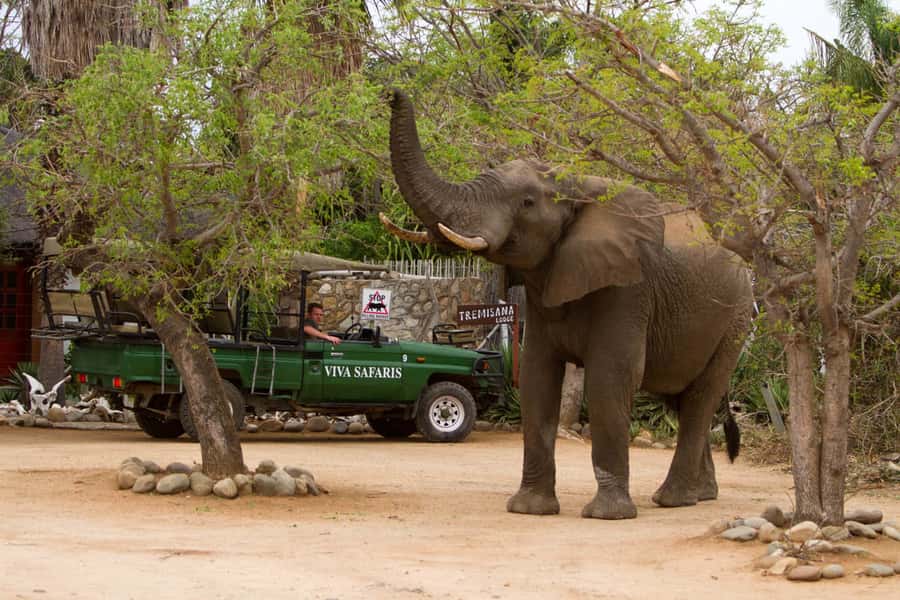 Johannesburg: 4-Day Classic Kruger National Park Safari - Getting to the safari start: JNB pickup timing you can plan around