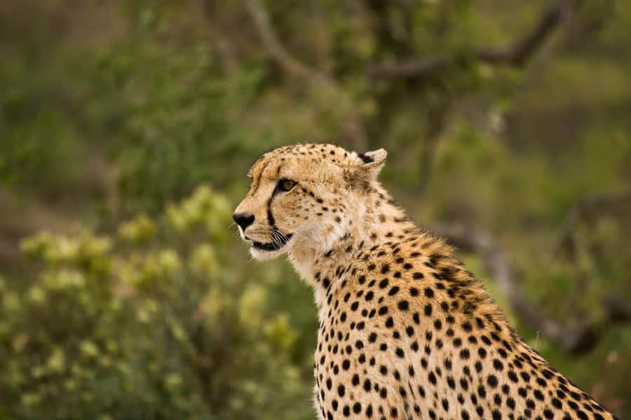 Johannesburg: Affordable 3 Day Kruger Park Safari - Why the open-vehicle Kruger setup changes everything
