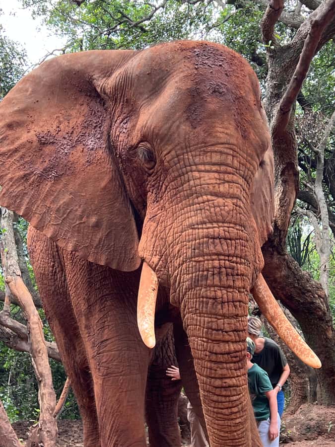 Johannesburg: Elephant and Monkey Sanctuary Half Day Tour - Key moments worth planning for