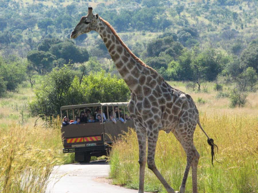 Johannesburg: Full Day Sun City & Pilanesberg Nature Reserve - Key Things I’d Pay Attention To