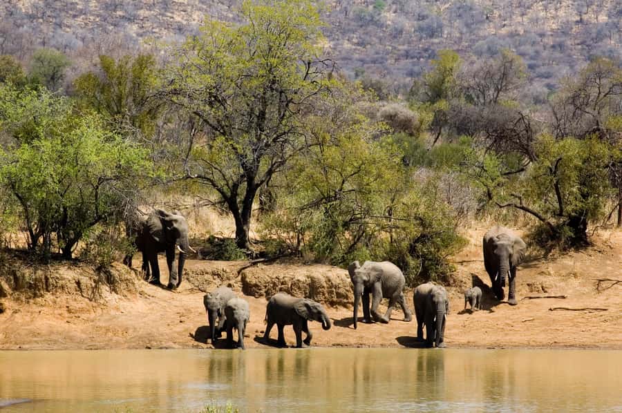 Johannesburg: Full Day Sun City & Pilanesberg Nature Reserve - Pilanesberg Game Drive: A Closed Vehicle Safari With Big Five Focus
