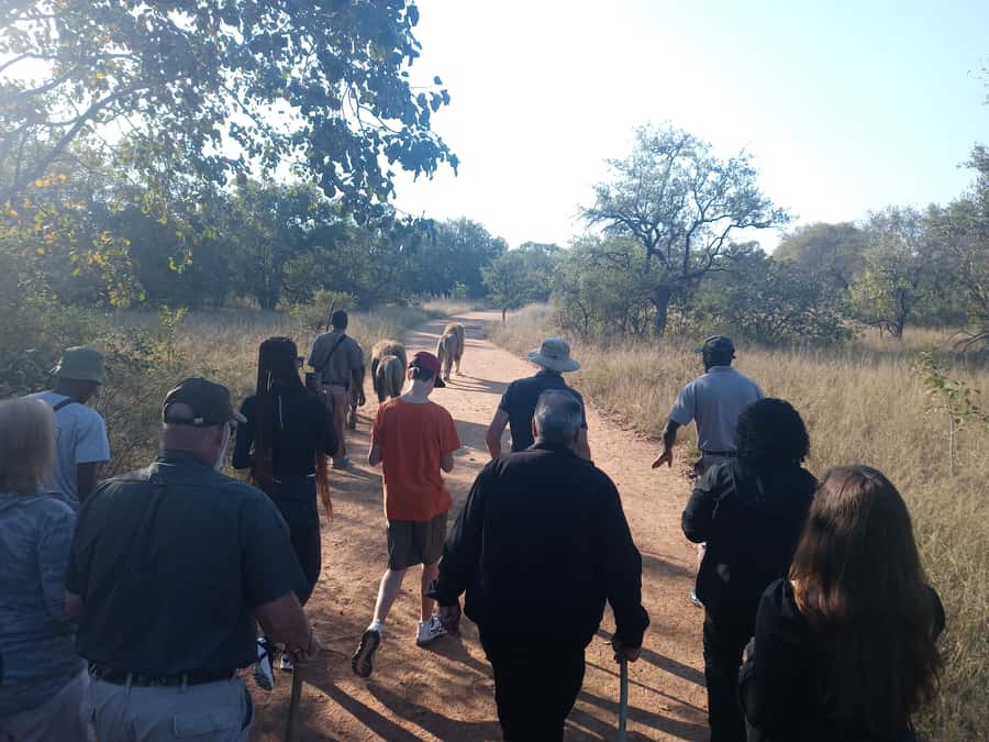 Johannesburg: Guided Walk with Lions in the African Bush - Lion Walk Highlights You’ll Actually Care About