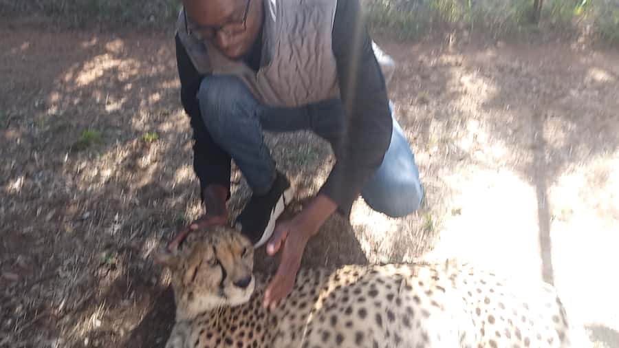 Johannesburg: Guided Walk with Lions in the African Bush - What Walking Freely With Lions Really Means (No Touch)