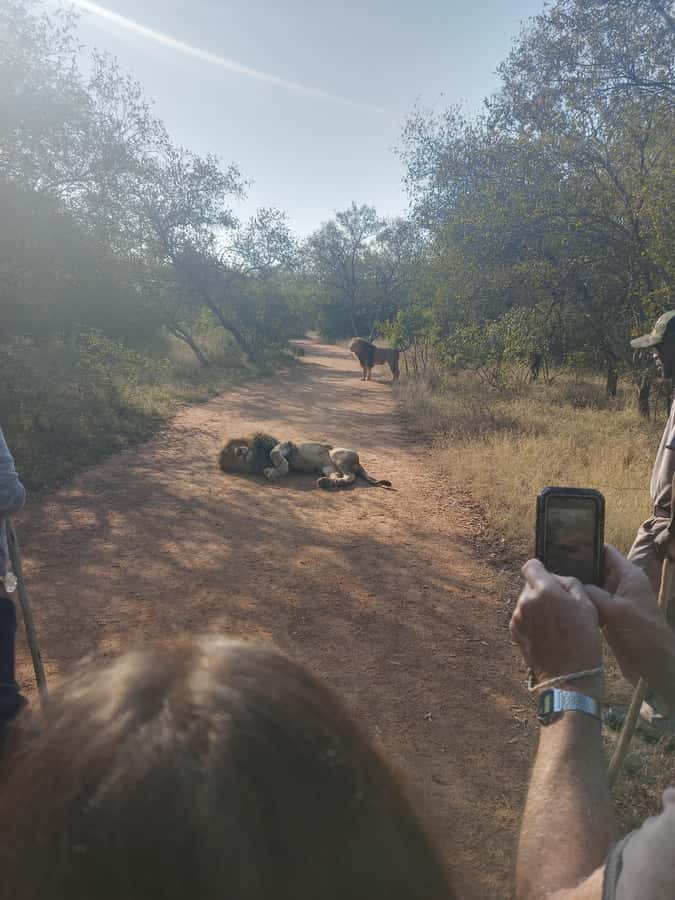 Johannesburg: Guided Walk with Lions in the African Bush - Guides In The Field: Safety, Story, And Keeping Everyone Included